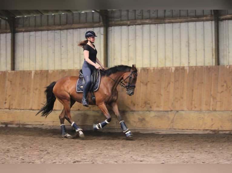 Irish Thoroughbred Mare 4 years 16 hh Brown in Wijk en Aalburg