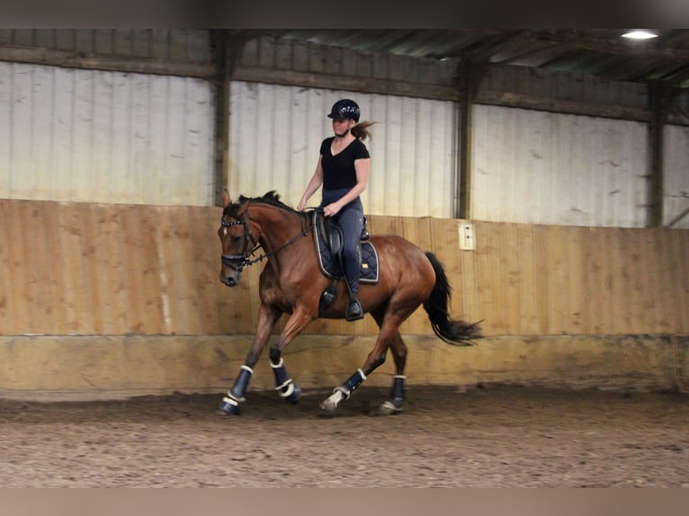 Irish Thoroughbred Mare 4 years 16 hh Brown in Wijk en Aalburg