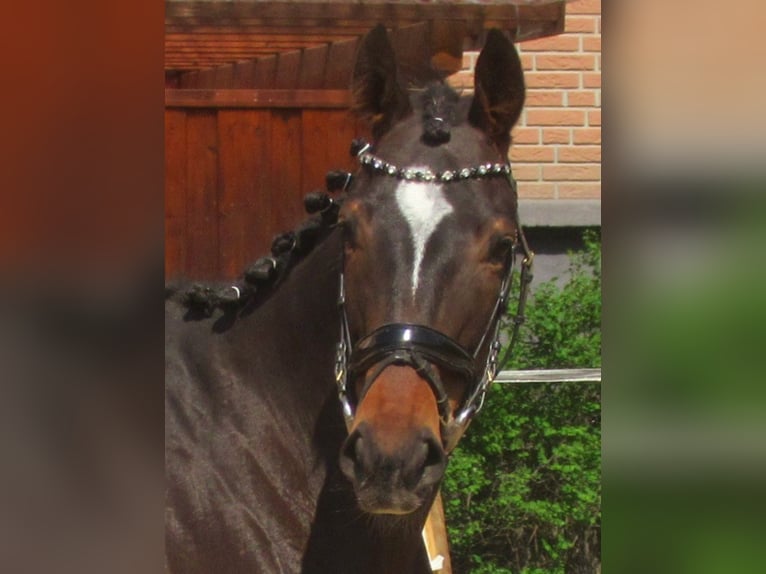 Irish Thoroughbred Mare 5 years 15.2 hh Bay-Dark in Velpke