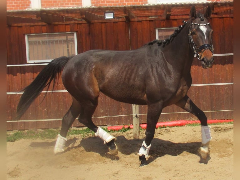 Irish Thoroughbred Mare 5 years 15.2 hh Bay-Dark in Velpke