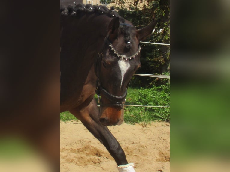 Irish Thoroughbred Mare 5 years 15.2 hh Bay-Dark in Velpke