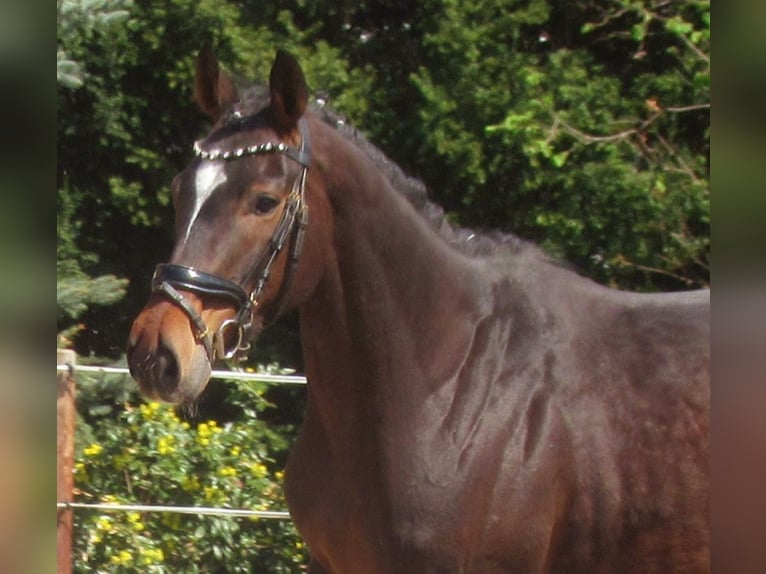 Irish Thoroughbred Mare 5 years 15.2 hh Bay-Dark in Velpke