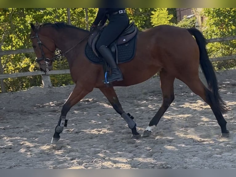 Irish Thoroughbred Mare 5 years 15 hh Brown in Lensahn