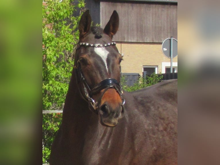 Irish Thoroughbred Mare 5 years 15,2 hh Bay-Dark in Velpke