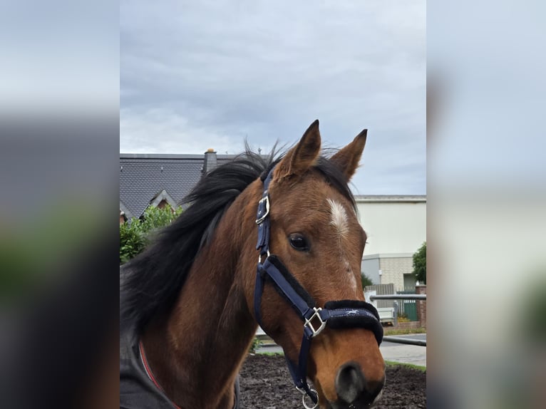 Irish Thoroughbred Mare 5 years 15,2 hh Brown in Niederzier