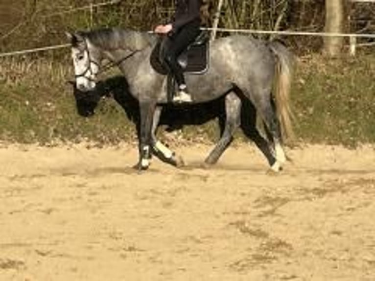 Irish Thoroughbred Mare 5 years 16 hh Grey in Homberg (Efze)