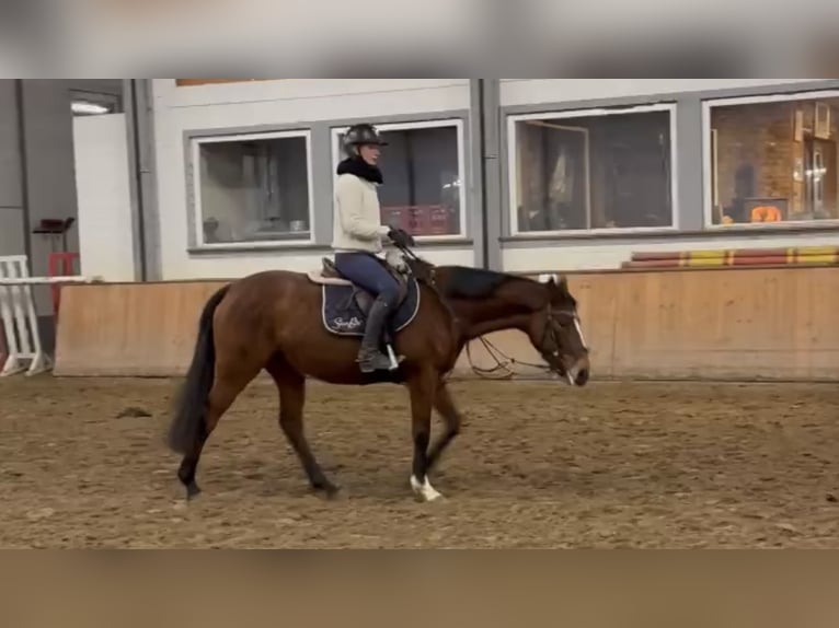 Irish Thoroughbred Mare 6 years 15,2 hh Brown in Grevenbroich