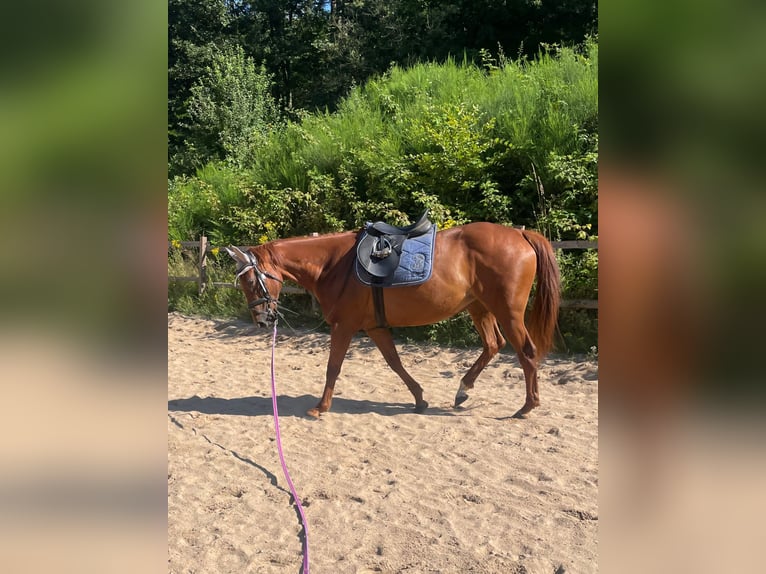 Irish Thoroughbred Mare 6 years 15,2 hh Chestnut-Red in Wallmenroth