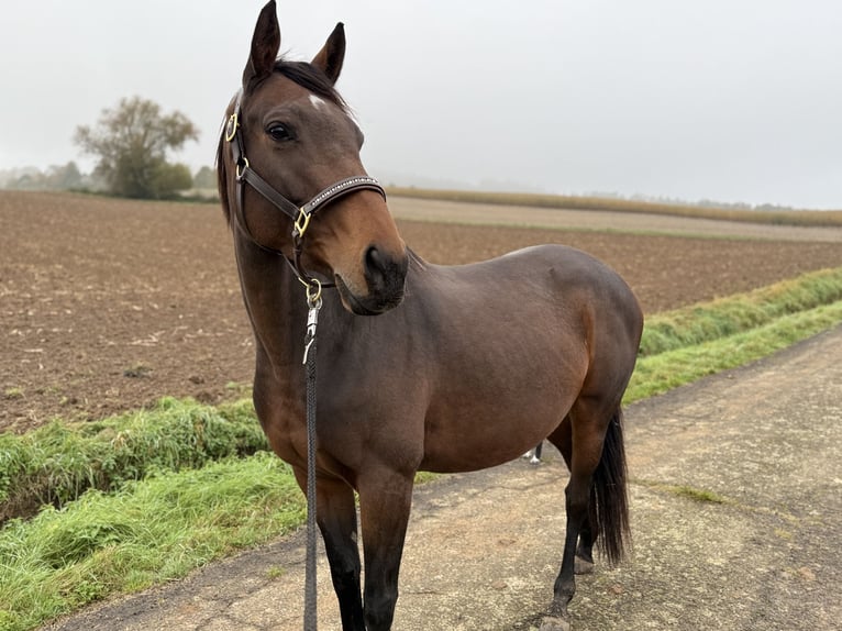 Irish Thoroughbred Mare 6 years 15,2 hh Brown in Lauterbach