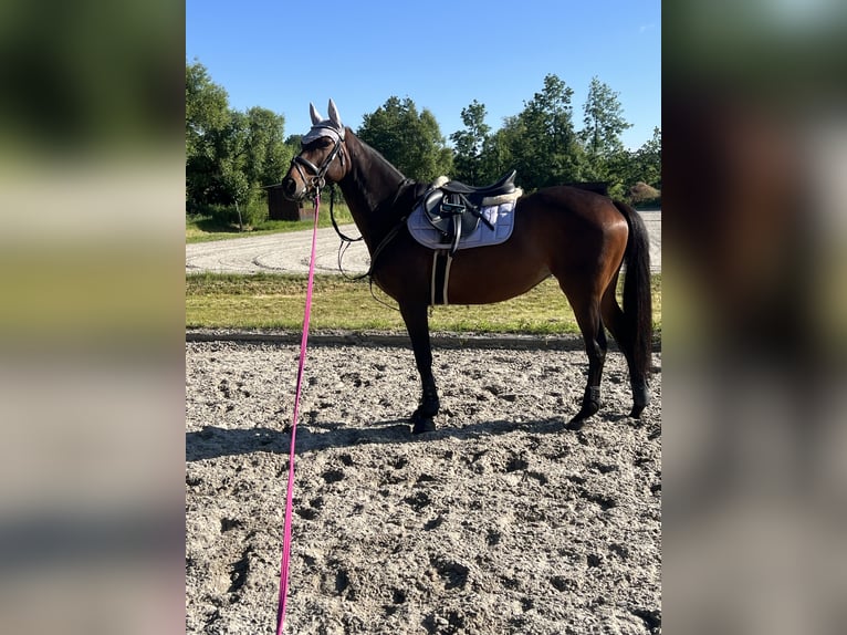 Irish Thoroughbred Mare 6 years 15,2 hh Brown in Lauterbach
