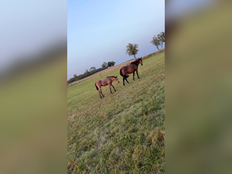 Irish Thoroughbred Mare 6 years 15,2 hh Brown in Lauterbach