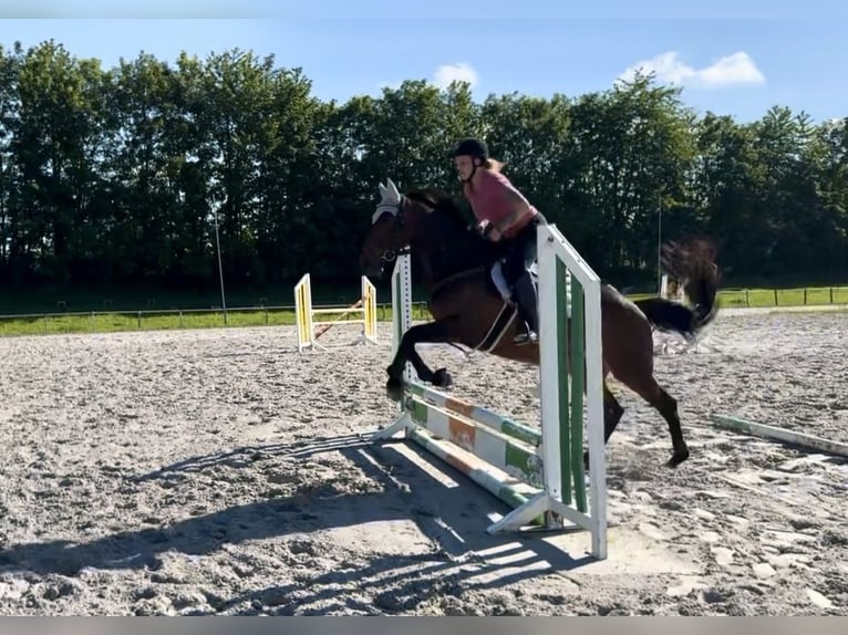 Irish Thoroughbred Mare 6 years 15,2 hh Brown in Lauterbach