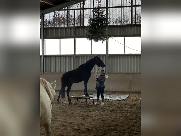 Irish Thoroughbred Mare 6 years 15,2 hh Brown in Lauterbach