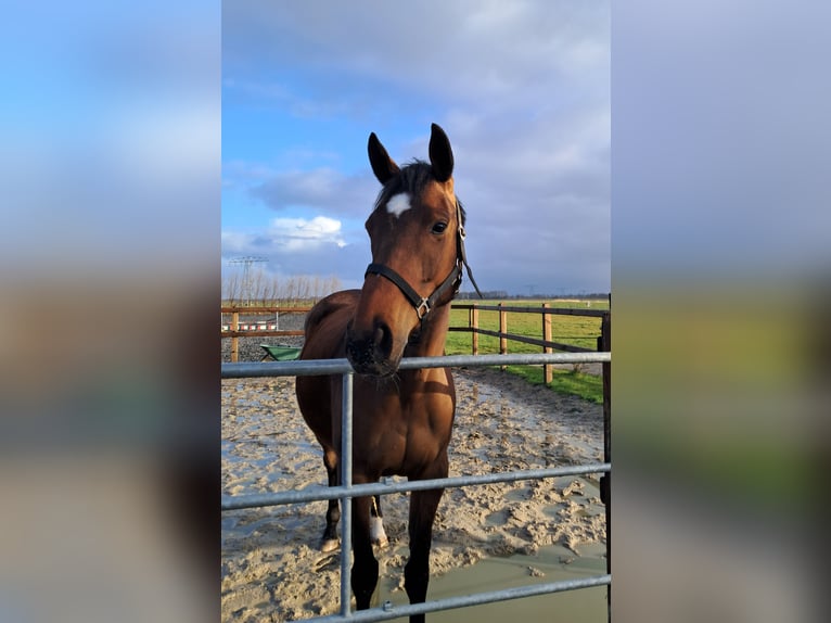 Irish Thoroughbred Mare 6 years 15,2 hh Brown in Gasselternijveen