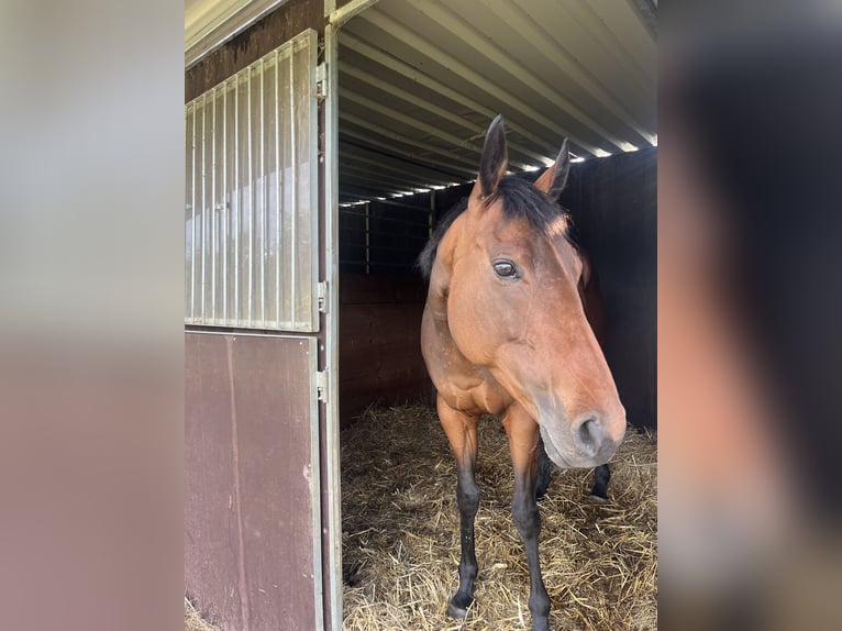 Irish Thoroughbred Mare 6 years 15,2 hh in Lohfelden