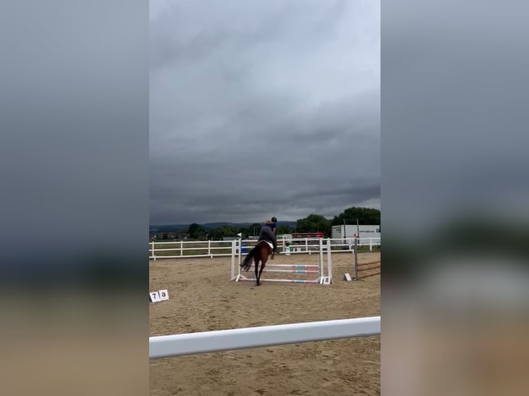 Irish Thoroughbred Mare 6 years 15,2 hh in Lohfelden