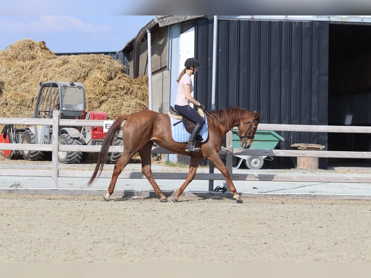 Irish Thoroughbred Mare 6 years 15,2 hh Sorrel in Bogaarden