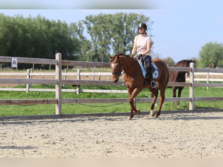 Irish Thoroughbred Mare 6 years 15,2 hh Sorrel in Bogaarden