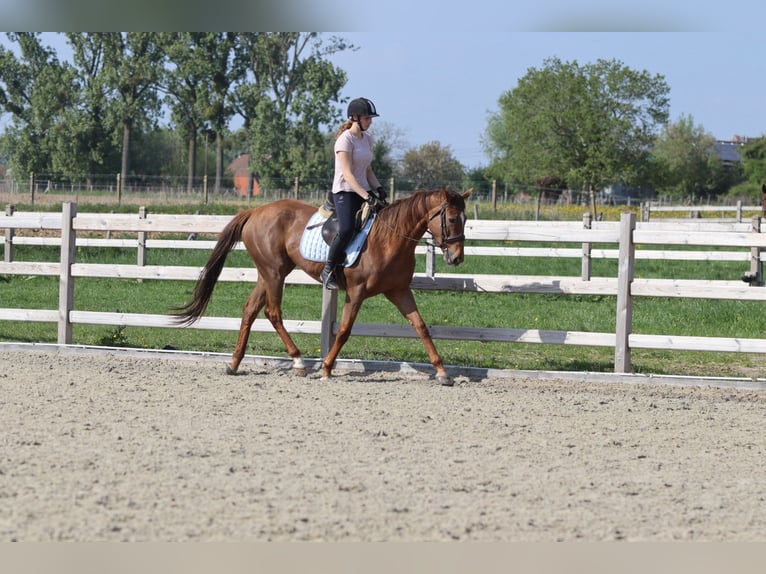 Irish Thoroughbred Mare 6 years 15,2 hh Sorrel in Bogaarden