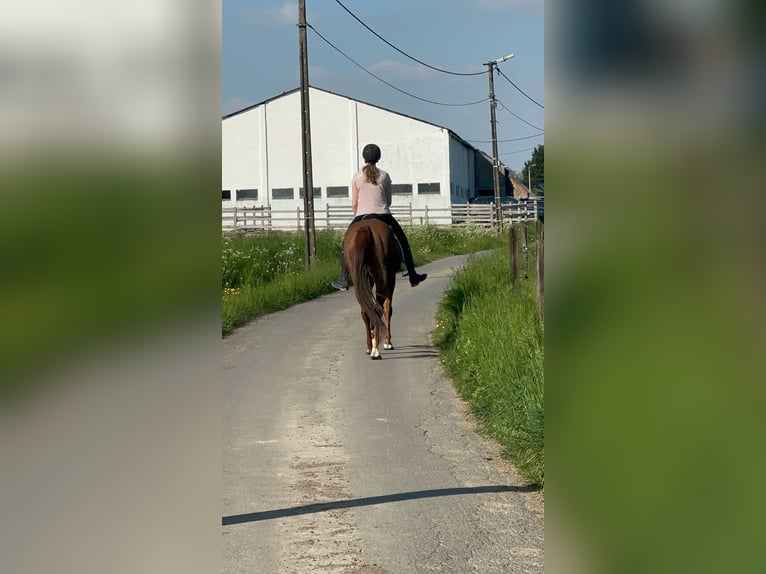 Irish Thoroughbred Mare 6 years 15,2 hh Sorrel in Bogaarden