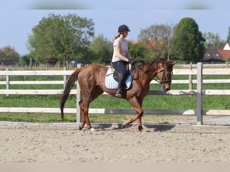 Irish Thoroughbred Mare 6 years 15,2 hh Sorrel in Bogaarden