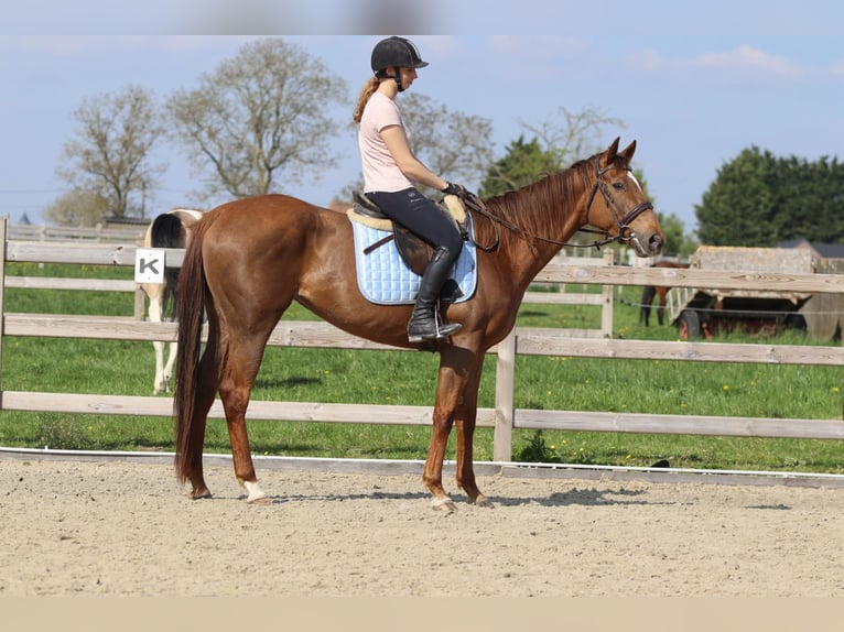 Irish Thoroughbred Mare 6 years 15,2 hh Sorrel in Bogaarden