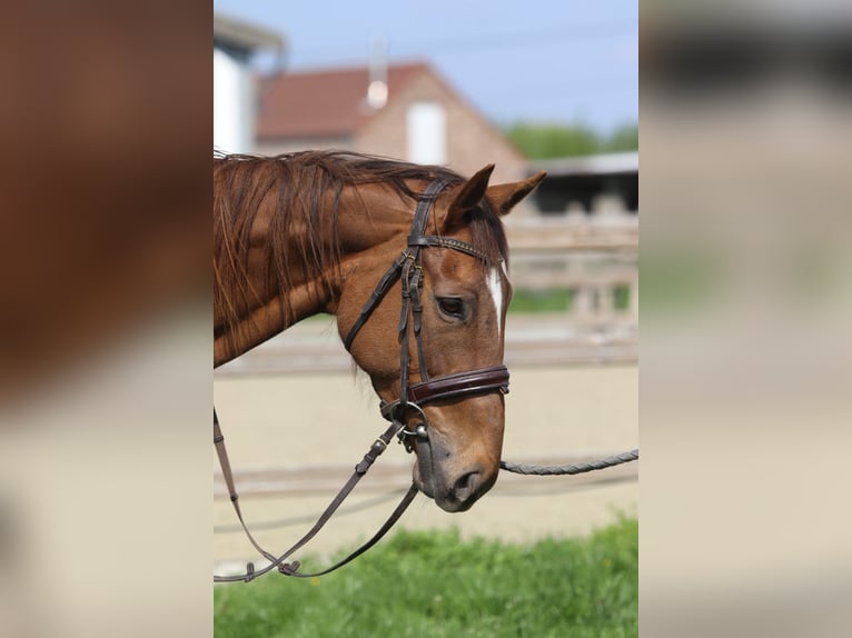 Irish Thoroughbred Mare 6 years 15,2 hh Sorrel in Bogaarden