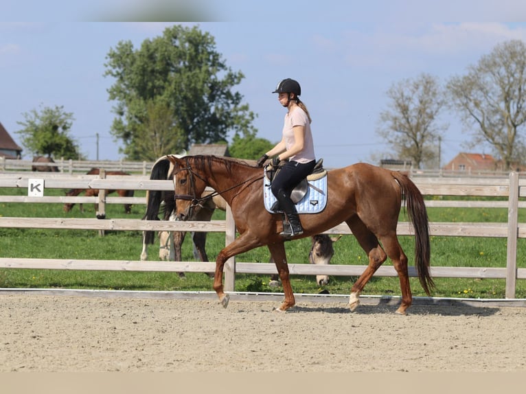 Irish Thoroughbred Mare 6 years 15,2 hh Sorrel in Bogaarden