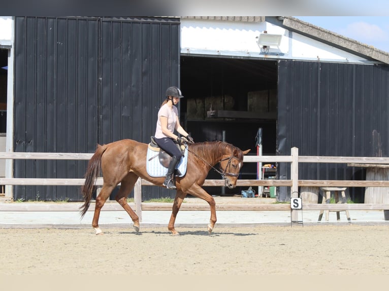 Irish Thoroughbred Mare 6 years 15,2 hh Sorrel in Bogaarden