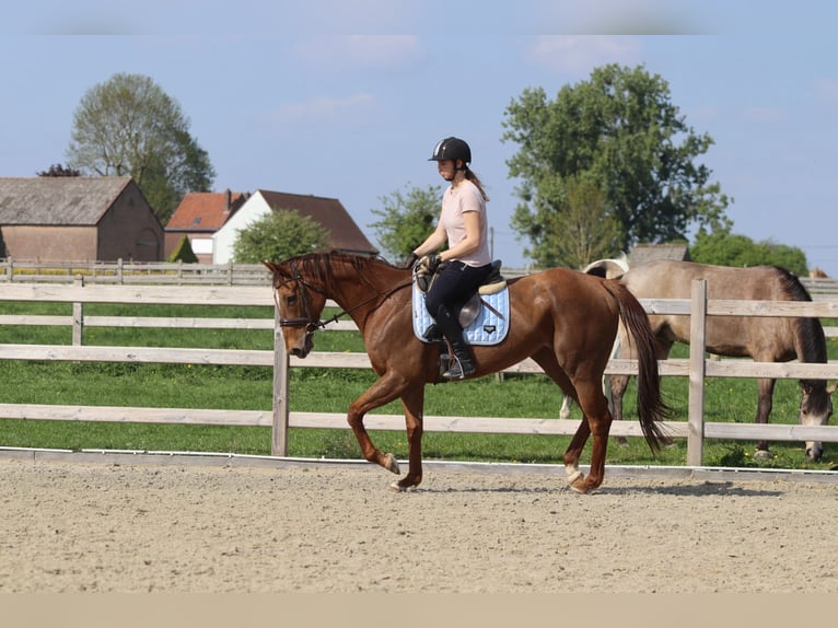 Irish Thoroughbred Mare 6 years 15,2 hh Sorrel in Bogaarden