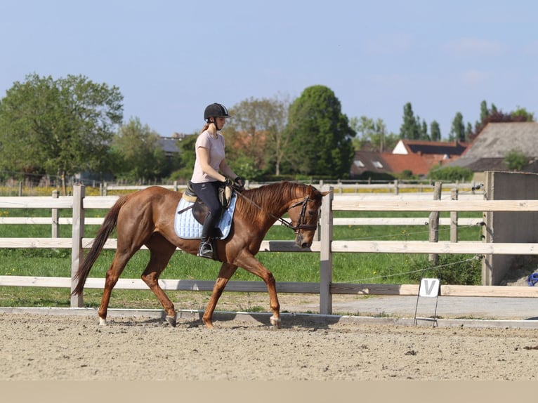 Irish Thoroughbred Mare 6 years 15,2 hh Sorrel in Bogaarden