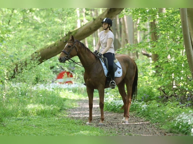 Irish Thoroughbred Mare 6 years 15,2 hh Sorrel in Bogaarden
