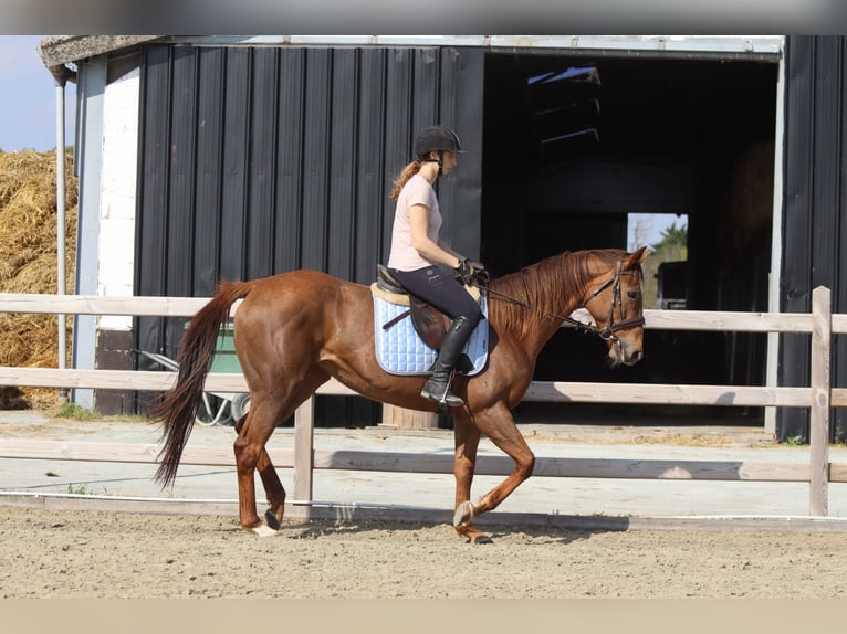 Irish Thoroughbred Mare 6 years 15,2 hh Sorrel in Bogaarden