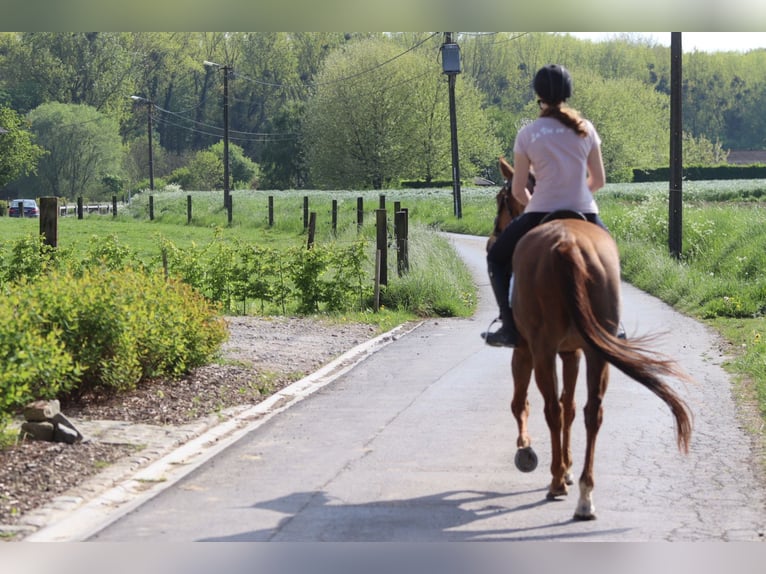 Irish Thoroughbred Mare 6 years 15,2 hh Sorrel in Bogaarden