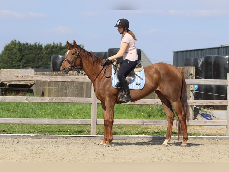 Irish Thoroughbred Mare 6 years 15,2 hh Sorrel in Bogaarden