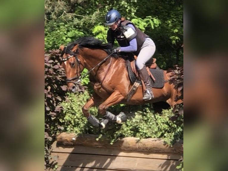 Irish Thoroughbred Mare 6 years 16,1 hh Brown in Mainbernheim