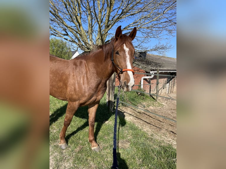 Irish Thoroughbred Mix Mare 6 years 16.1 hh Chestnut-Red in Ronse
