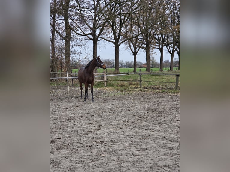 Irish Thoroughbred Mare 6 years 16 hh Brown in Beltrum