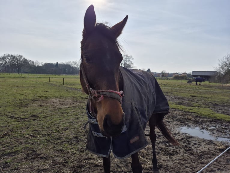 Irish Thoroughbred Mare 6 years 16 hh Brown in Beltrum