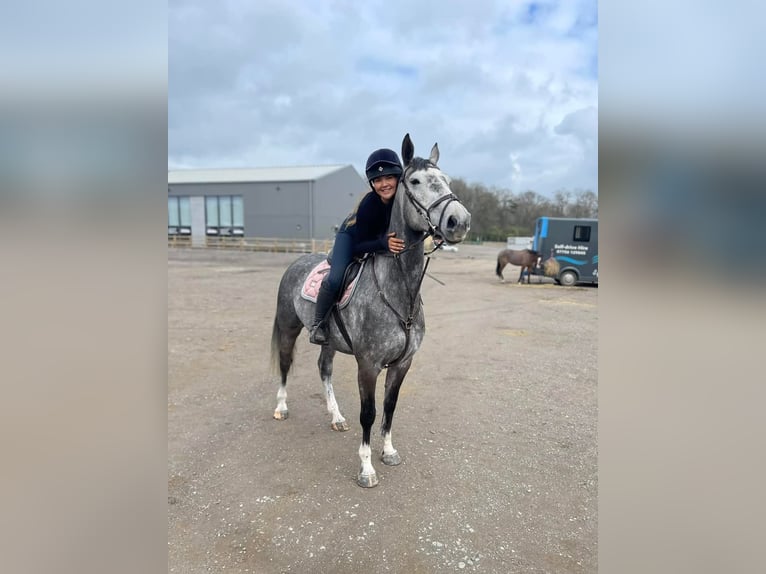 Irish Thoroughbred Mare 6 years 16 hh Gray in Aberdeen