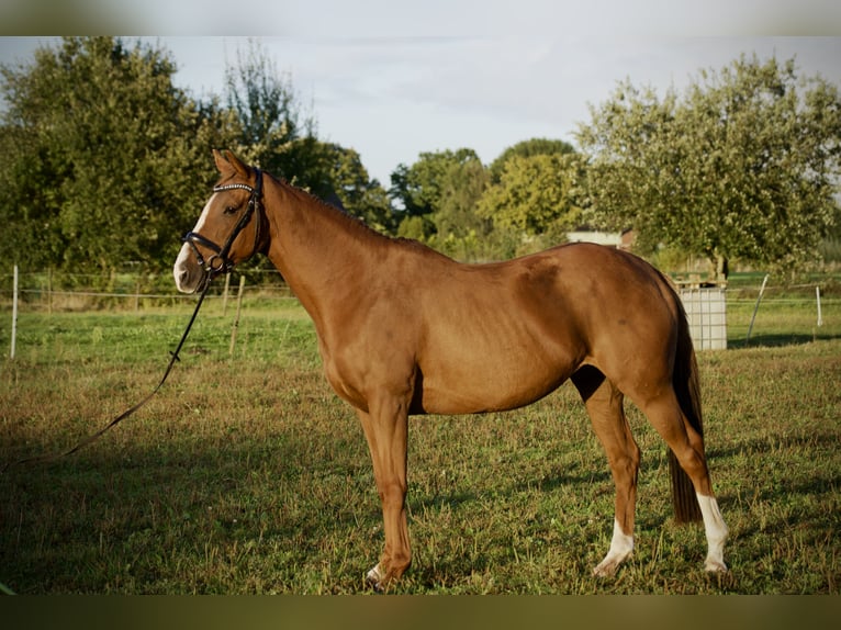 Irish Thoroughbred Mare 7 years 15,1 hh Chestnut-Red in Tornesch