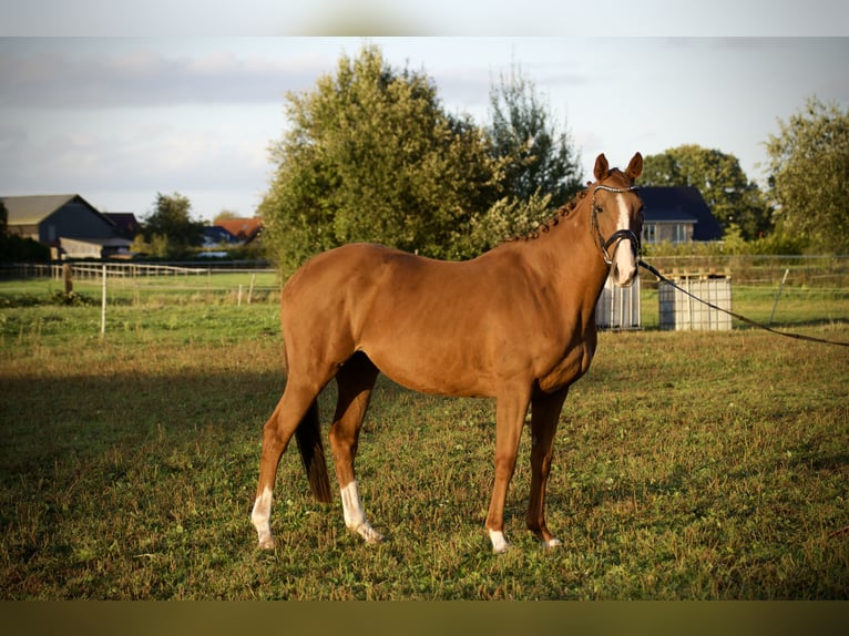 Irish Thoroughbred Mare 7 years 15,1 hh Chestnut-Red in Tornesch