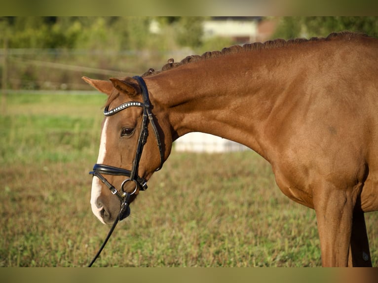 Irish Thoroughbred Mare 7 years 15,1 hh Chestnut-Red in Tornesch