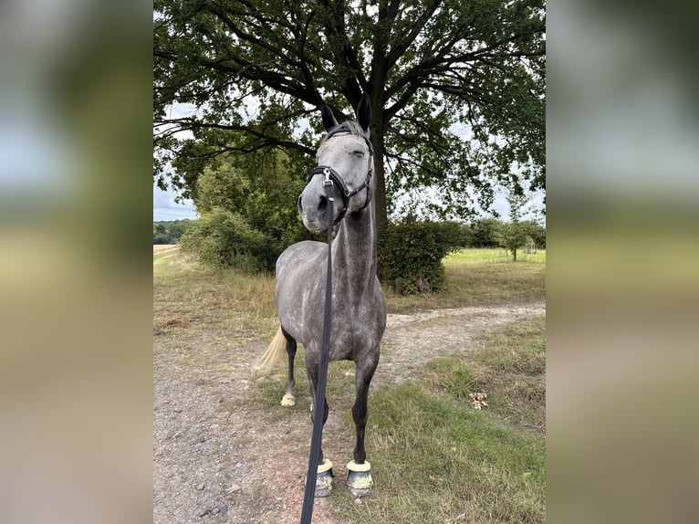 Irish Thoroughbred Mare 7 years 15.1 hh Grey in Beckum
