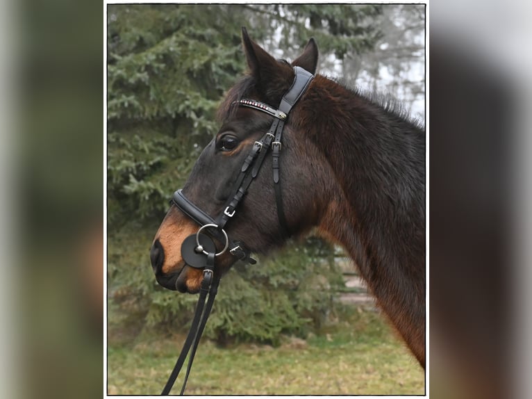 Irish Thoroughbred Mare 7 years 15,2 hh Bay-Dark in Gifhorn