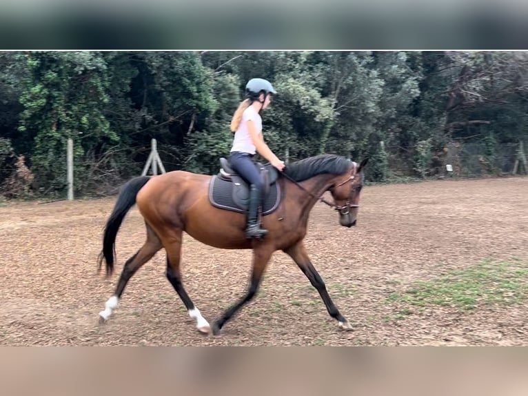 Irish Thoroughbred Mare 7 years 15,2 hh Brown in Sainte-Marie-de-Ré
