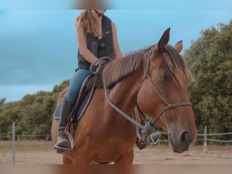 Irish Thoroughbred Mare 7 years 15,2 hh Brown in Sainte-Marie-de-Ré