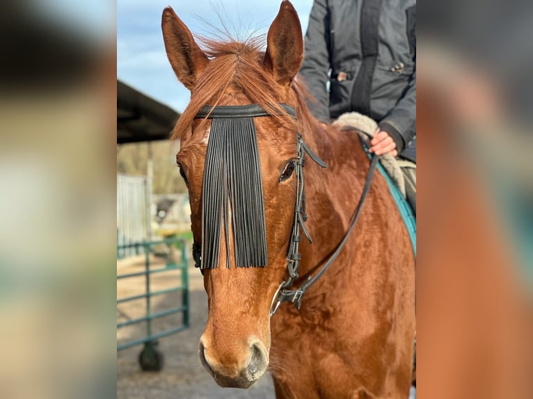 Irish Thoroughbred Mare 7 years 15,2 hh Chestnut-Red in Issum