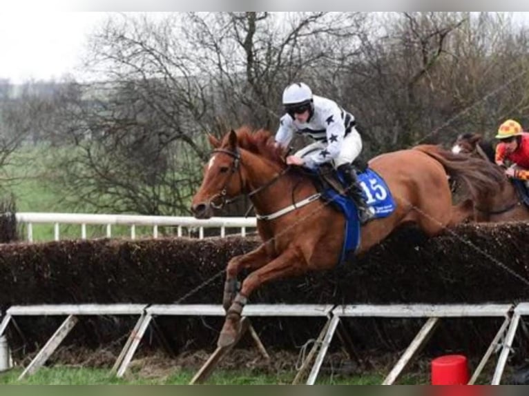 Irish Thoroughbred Mare 7 years 15,2 hh Chestnut-Red in Issum