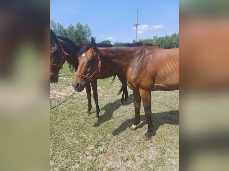 Irish Thoroughbred Mare 7 years 16,1 hh Brown in Gwizdały